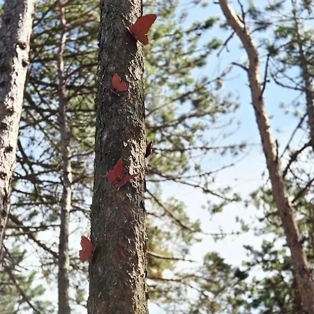 Fly House אכסניה וובה